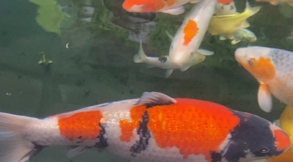 Apex Fiberglass Pond Kits - Double Layer 450g Matting in 4 Stunning Colors, showcasing durability and beauty for your garden pond.