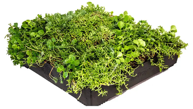 M-Tray® An instant modular Green Roof